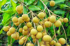 荔枝的﻿栽培技术，你可有了解，看看这里吧图片