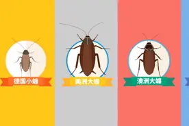 世界害虫日｜蟑螂防控全攻略图片