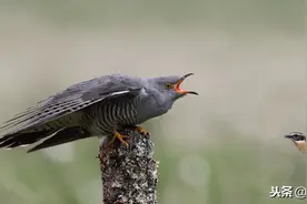 野生布谷鸟图片