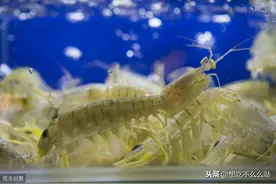 濑尿虾就是要这样吃，外酥里嫩，香味十足，一个人就能吃一盘图片
