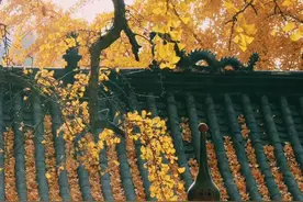 黄了！山东爆火的“银杏林”，千余亩的曼妙绝伦，只等你来！图片