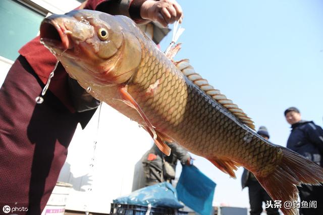 野生鲤鱼特别“精”，一定要投其所好才能尽快将其诱进窝