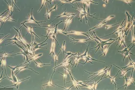 复旦大学档案馆慕梁：4500年前就有了皮肤移植图片