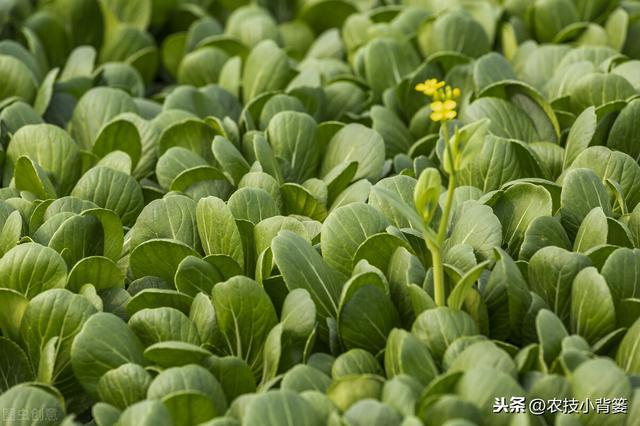 刘菜农推荐身体乳