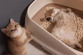 小奶猫没法上厕所，看着主人一脸哀怨：它占着茅坑不拉屎图片