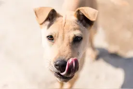 你应该喂狗高蛋白食物吗？图片