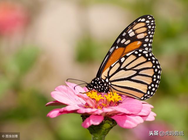 蝴蝶剪纸一点儿也不难,快来试试吧
