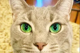 天生绿色眼睛的猫咪，眼神就是这么高贵和迷幻，不爱不行图片
