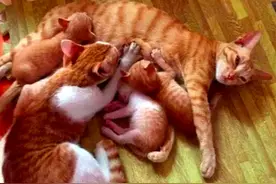 猫妈妈在喂奶，猫爸爸却来凑热闹，主人看到猫妈妈的眼神笑喷了图片