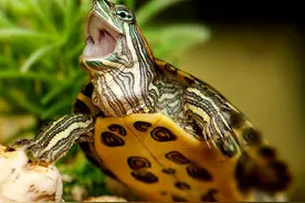 为什么乌龟会咬你？紧咬不松口怎么办？用这3招，别学驴叫图片