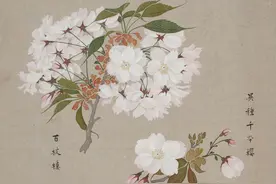画家帮你把樱花的画法进行了归类，每一张册页中都有两到三个品种图片