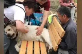 拉布拉多犬卡在公园长椅上，因狗太胖多人花10多分钟施救图片