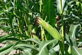 玉米黏虫的发生与防治，学会这些，产量不用愁图片