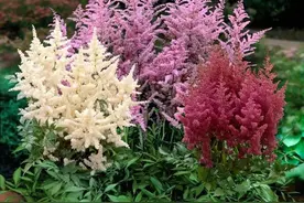 浪漫十足的“网红花”，像宝塔，像火炬，还是“昂贵”的手捧花图片