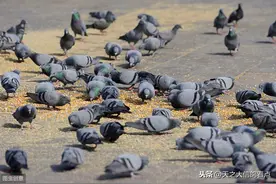 「赛鸽资讯」鸽舍蚊虫多怎么办？图片