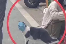 猫咪出门也戴口罩，真是大户人家！不过真的有猫咪口罩图片