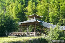 中国大竹海，村民害怕竹子开花，一棵毛竹能让9627亩竹林枯死图片