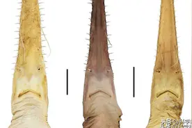 2020年过了将近一半，科学家已经在地球上发现了多个新的怪异生物图片
