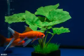 一个小缸，2棵水草，三个螺，搭建一个小型桌面水族箱图片