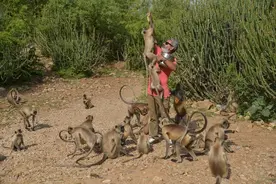 猴哥悠着点！印度社工喂猴子遭猴群讨食包围图片