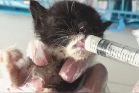 流浪小猫被送来医院救治，小家伙情况不好，多亏医生耐心喂食图片