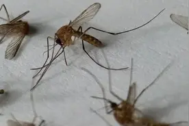 生活小妙招」蚊香有毒，为什么我们还是推荐你用图片