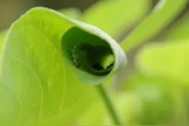 三伏天，一只毛毛虫把蓖麻叶卷起来，和我捉迷藏，不仔细看找不到图片