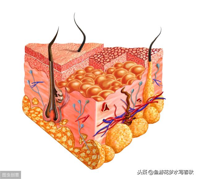 金鱼的鱼鳞有点撑开什么意思