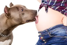 关于领养宠物狗狗你需要知道的一切，做一个负责任的铲屎官图片