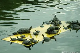 乌龟之殇！每年新增3800万只，你的同情心，毁掉了本土乌龟图片