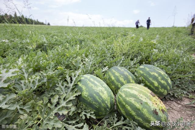 叶面肥使用看似简单，但未必人人能用对！10个方法教你提高肥效
