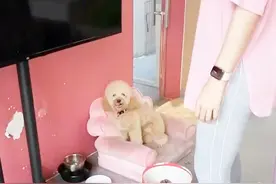 烘焙店贵宾犬狗狗接客过于热情，把大量女顾客的丝袜都扯烂图片
