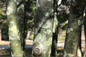 科普公园 | 树木的“外衣”图片