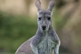 吃国宝吗？袋鼠泛滥成灾，站起来就像个一米九的壮汉打拳击图片