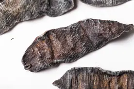 “吸血狂魔”——水蛭，俗名蚂蟥，防治心脑血管疾病具有特效图片