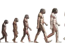 人类起源的大致过程是什么？图片