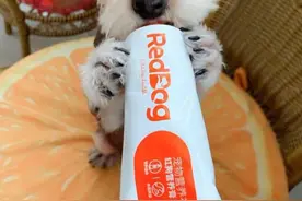 狗狗有必要吃营养膏吗？生病狗狗、老年犬、狗妈妈有需要图片