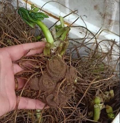 鬼臼,中药名,别名八角莲,根茎呈不规则块状,花深红色