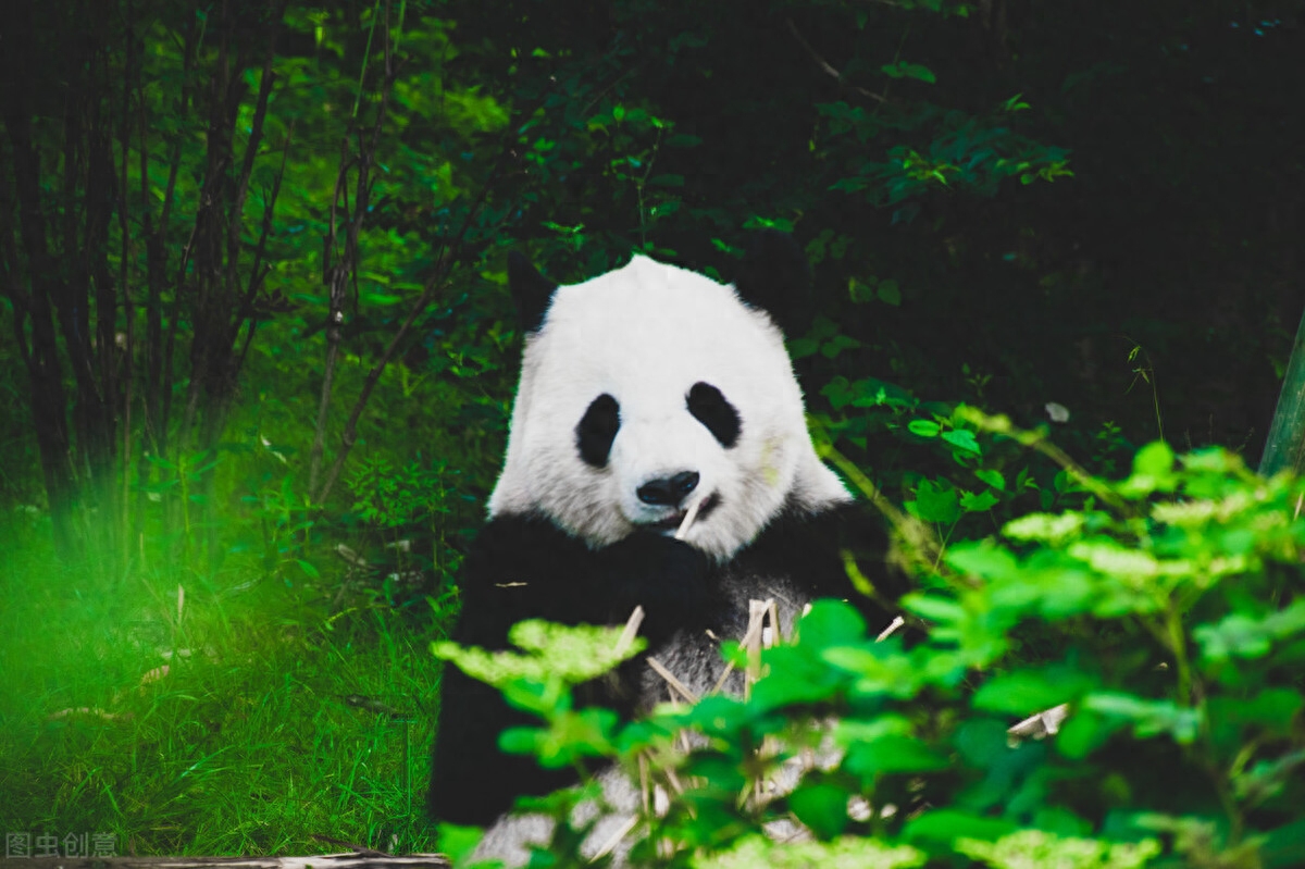 如果国宝熊猫会说话,你猜猜是哪里的普通话