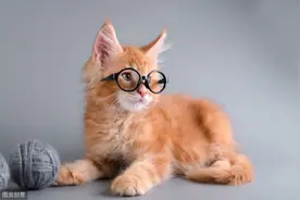 猫咪浑身抽搐可能不是病，而是听到了这些可怕的声音图片