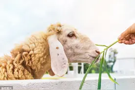 看、听、摸，羊病识别的十个窍门图片