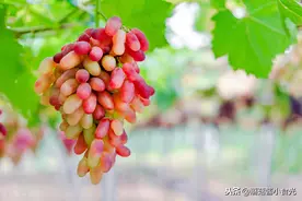 吃水果时是买葡萄还是提子？原来区别在这里，以后买哪种不纠结图片