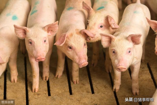 春季敏感期，猪场必须搞好常见猪病防治，千万不要一失足成千古恨