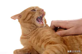 猫咬人表示什么意思图片