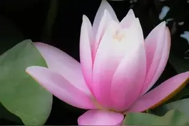 莲的心事｜昨夜忆莲盛放，千般香阵为谁散图片