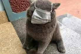 第一次喂猫咪吃饭，就像初恋的感觉（漫画）图片