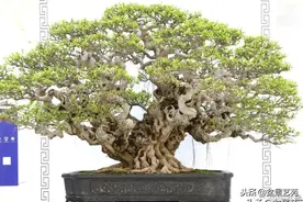 中国尊评分全记录来了图片