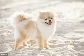 掌握这些技巧，两周时间，博美犬就乖乖到固定地点大小便图片