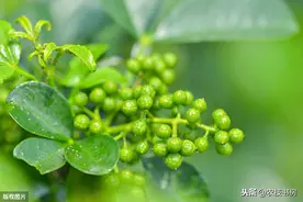 青花椒种植技术，做好这些高产太容易，且品质还很好图片