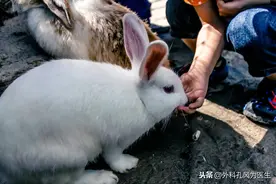被兔子、老鼠咬伤，要不要打狂犬病疫苗？关于狂犬病的20个问题图片